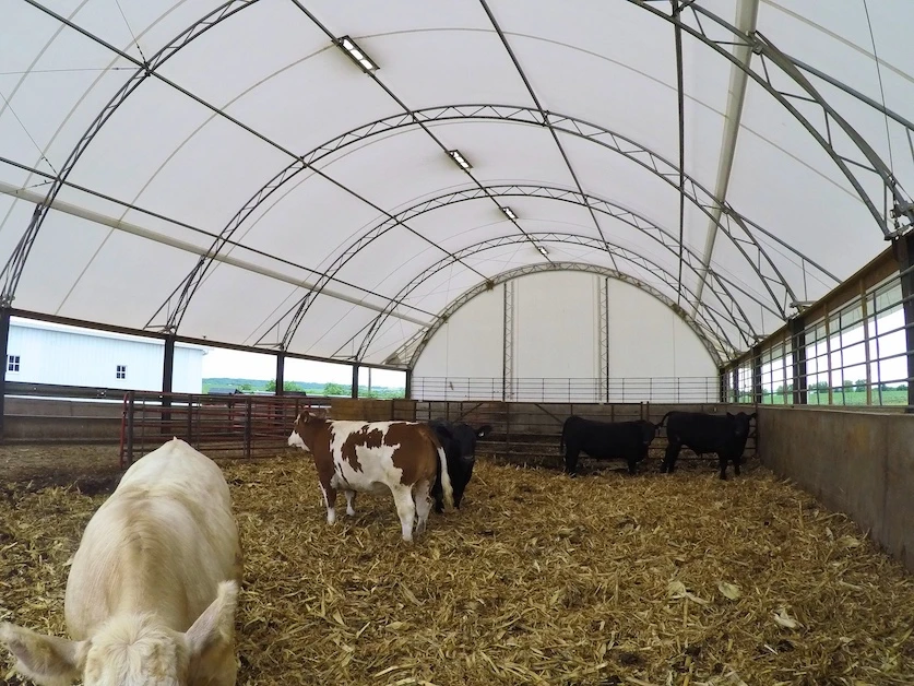 Modern fabric hoop building housing cattle with open ventilation and natural light on a farm.